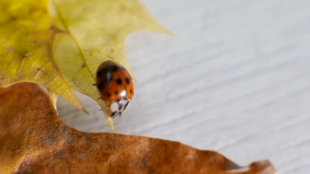 Foco Del Video Cambia Una Mariquita Arrastra Por Naturaleza Vuela — Vídeos de Stock