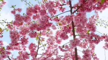 Pembe yapraklı bir ağacın dalı. Baharda kiraz çiçeği açan güzel sakura.