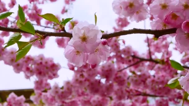 Розовые Цветы Сакуры Весеннее Цветущее Дерево Розовыми Лепестками — стоковое видео