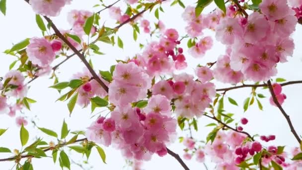 Hermoso Árbol Sakura Una Ramita Con Flores Sakura Rosa — Vídeos de Stock