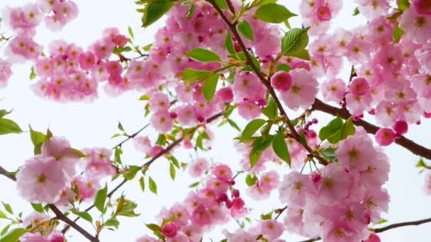 Flores Sakura Rosa Árvore Florescendo Primavera Com Pétalas Rosa — Vídeo de Stock