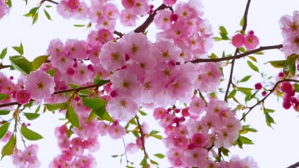 Όμορφη Σακούρα Ανθίζει Ροζ Λουλούδια Στο Δέντρο — Αρχείο Βίντεο