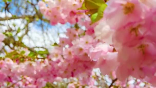 Hermosa Flor Sakura Rosa Ondulante Flor Rosa Primavera — Vídeo de stock