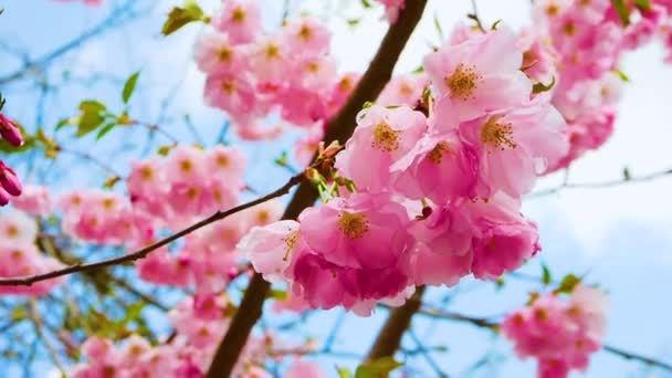 Sehr Schöne Sakura Blume Auf Einem Ast — Stockvideo