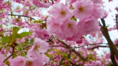 Yavaş çekim. Ağaç dalındaki güzel sakura çiçeği. Doğal pembe orman çiçeği..