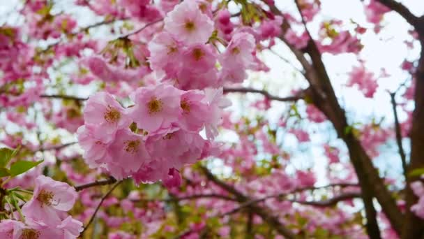 Bloemboom Prachtige Sakura Bloem Een Boomtak Natuurlijke Roze Bos Bloem — Stockvideo