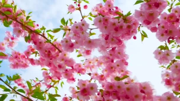 Медленное Движение Красивый Цветок Сакуры Ветке Дерева — стоковое видео
