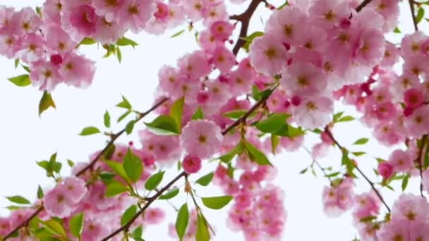 Bela Flor Natureza Movimento Lento Bela Flor Sakura Galho Árvore — Vídeo de Stock