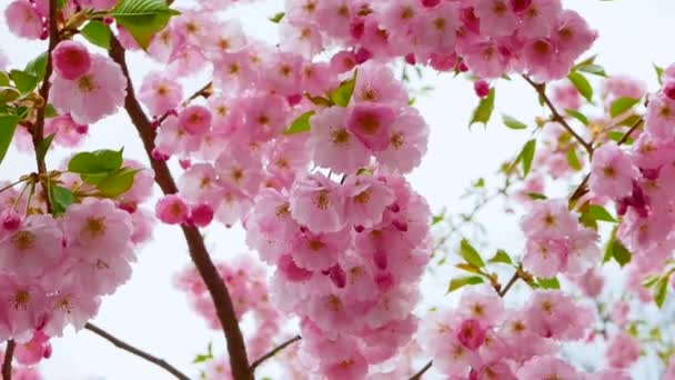 空を背景に美しい自然花 スローモーション木の枝に美しい桜の花 森の花 — ストック動画