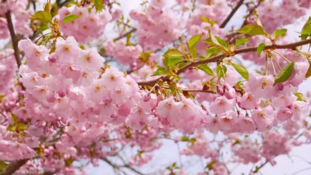 Frühlingssakura Blüht Ein Schöner Baum Mit Rosa Blütenblättern — Stockvideo