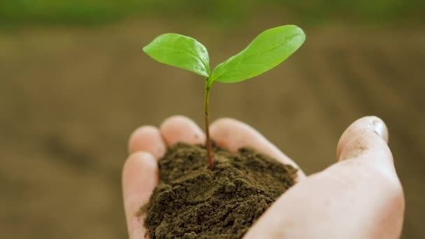 Koncept Výsadby Zelených Rostlin Zemědělství Zemědělec Drží Rukou Zelenou Rostlinu — Stock video