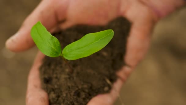 Agriculture Top View Farmer Holding Green Plant His Hands Man — Stock Video