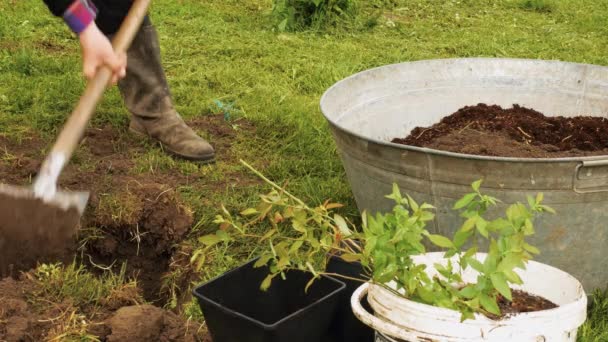 Man Digs Hole Garden Plant Fruit Tree Concept Planting Green — Stock Video