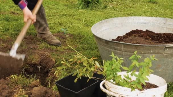 Seorang Pria Menggali Lubang Kebun Untuk Menanam Pohon Buah Konsep — Stok Video