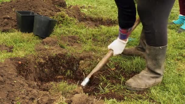 Farmers Fertilize Land Green Plants Man Garden Mixes Fertilizer Young — 图库视频影像