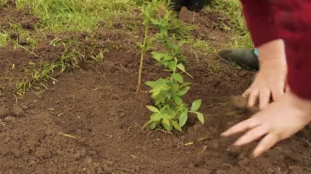 농부인 여자는 어린나무를 심는다 농부는 녹색식물 농업을 심는다는 개념으로 식물을 — 비디오