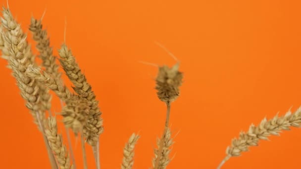 Espiguillas Trigo Girando Sobre Fondo Naranja Hermosas Espiguillas Cerca — Vídeos de Stock