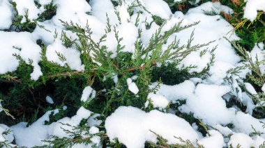 Yeşil bush karla kaplı