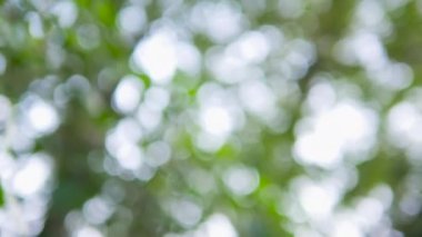 Bahar ve yaz güneşli yapraklar bokeh arka plan. Yeşil yapraklar arasında gölgeli güzel bir doğa.