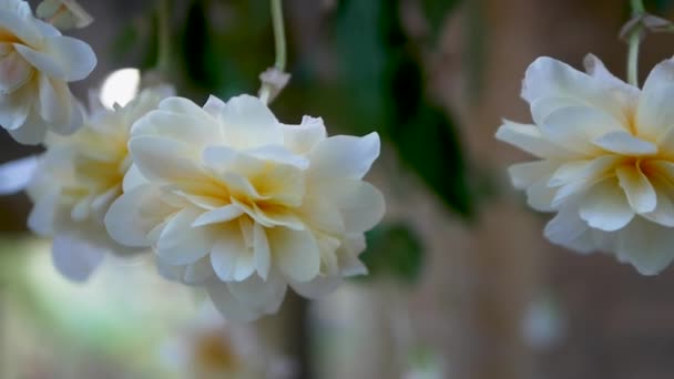 Fundo Floral Com Fundo Laço Bokeh Incrivelmente Belas Flores Brancas — Vídeo de Stock