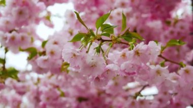 Blooming sakura in spring. Beautiful branch with pink petals. Spring flower