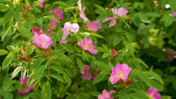 Wiosna Kwitnąca Dzika Róża Krzak Dzikim Kwiatem Róży Różowe Kwiaty — Wideo stockowe