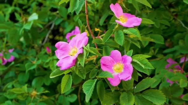 Lento Movimiento Una Hermosa Rama Con Una Flor Rosa Silvestre — Vídeo de stock