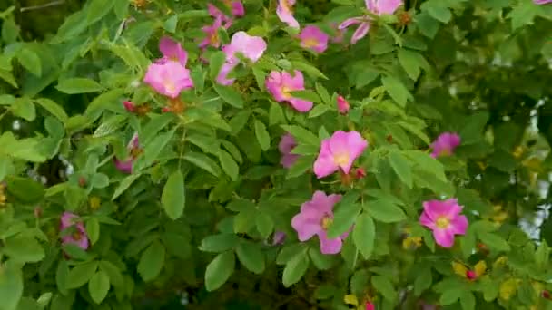 Весняна Квітуча Дика Троянда Кущ Квітками Дикої Троянди Рожеві Квіти — стокове відео