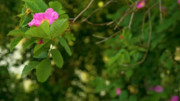 Beautiful Branch Wild Rose Flower Blooming Spring Pink Rosehip Flower — Stock Video