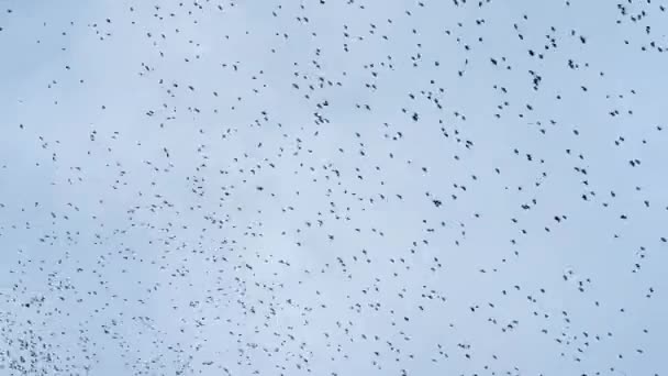 Black Crows Circle Cloudy Sky Flock Birds Sky Incredible Number — Stock Video