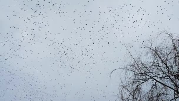 Black Crows Circle Cloudy Sky Flock Birds Sky — Stock Video