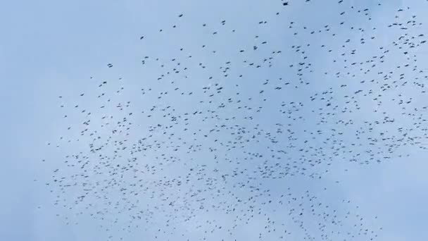 Número Increíblemente Grande Aves Cielo Una Enorme Bandada Aves Negras — Vídeo de stock