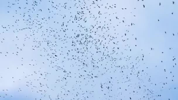 空には鳥がたくさんいますカラスの群れが空を旋回しています黒い鳥の群れです — ストック動画