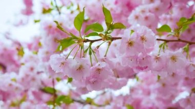 Sakura renk tonu, güzel bahar sakura çiçeği pembe bir çiçeğin yakın plan görüntüsü..