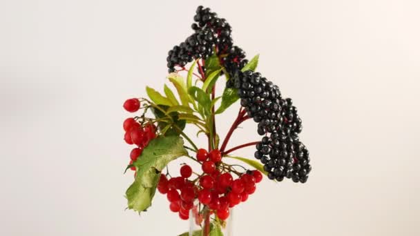 白色背景上新鲜的维伯纳姆浆果和接骨木莓正在桌上旋转 白色背景的天然红莓和黑莓 — 图库视频影像