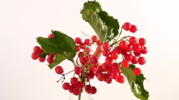 Auf Einem Tisch Dreht Sich Ein Zweig Reifer Viburnum Beeren — Stockvideo