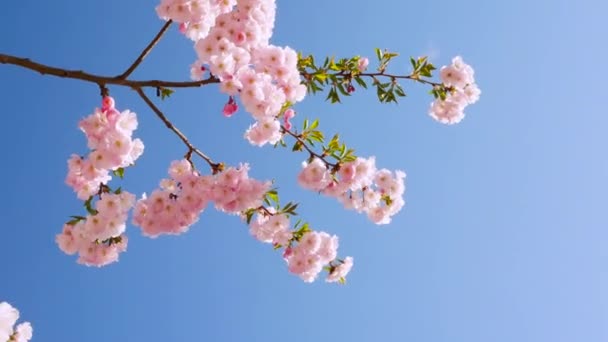 Sakura Κλαδί Ενάντια Στον Γαλάζιο Ουρανό Όμορφα Άνθη Κερασιάς Άνοιξη — Αρχείο Βίντεο