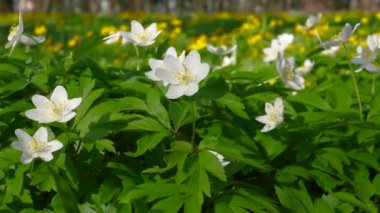 Yakın plan çiçekler rüzgarda sallanıyor, beyaz orman çiçekleri. Çiçekli orman manzaralı doğa.