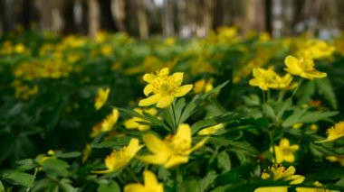 Yavaş çekim sarı orman çiçekleri rüzgarda sallanıyor, doğal orman doğası. Ormandaki manzara çiçekleri.