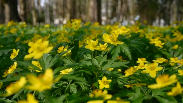 Fiori Foresta Gialla Rallentatore Ondeggiano Nel Vento Natura Forestale Naturale — Video Stock