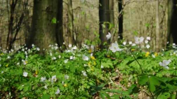 Flores Balançam Vento Contra Fundo Árvores Altas Flores Brancas Floresta — Vídeo de Stock