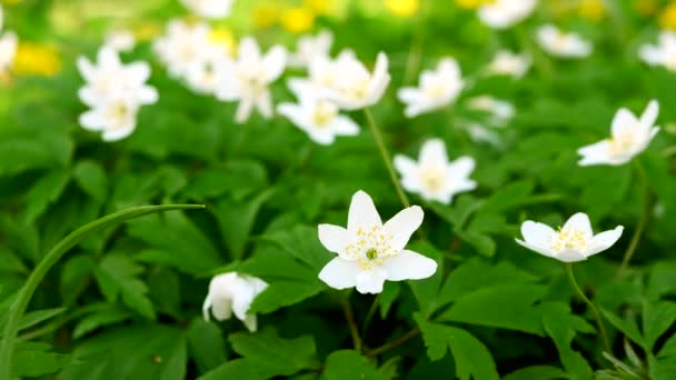 Bosque Flor Primavera Con Pétalos Blancos Hermosas Flores Balancean Viento — Vídeos de Stock