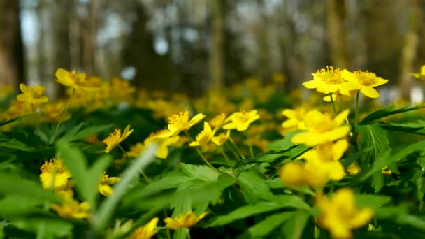 Närbild Gul Skog Blommor Svajar Vinden Mot Bakgrund Träd Naturlig — Stockvideo