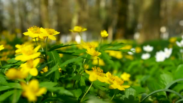 Крупним Планом Жовті Лісові Квіти Ширяють Вітрі Природній Лісовій Природі — стокове відео