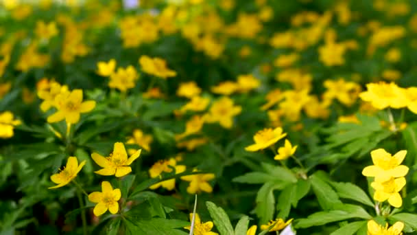 黄色的森林花朵在风中摇曳 天然的森林自然 森林里的花草树木 自然背景 — 图库视频影像