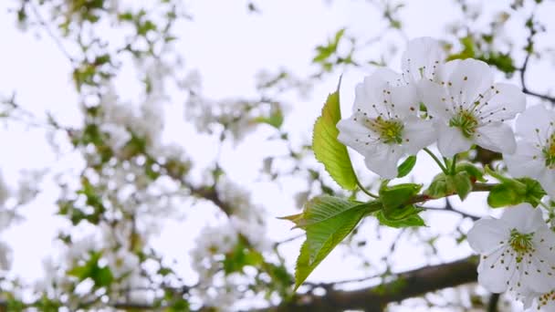 Yakın Plan Güzel Çiçek Açan Bahar Ağacı Gökyüzüne Karşı Beyaz — Stok video