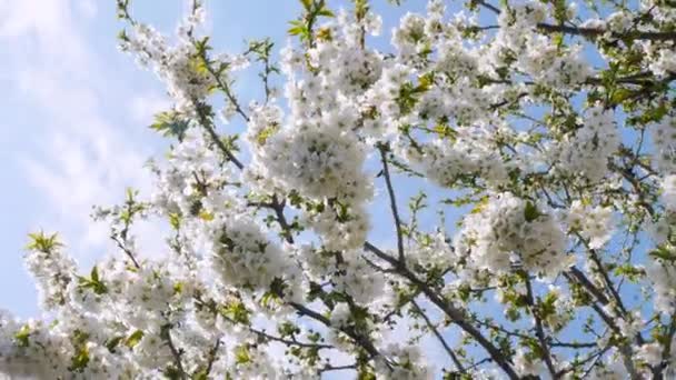 Uma Bela Floração Uma Árvore Contra Céu Com Folhagem Branca — Vídeo de Stock
