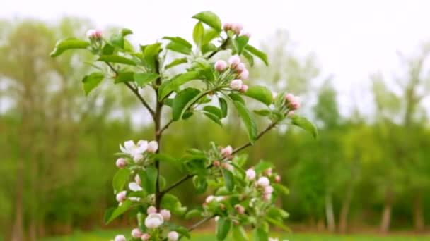 Jarní Kvetoucí Jabloně Krásná Větev Kvetoucími Poupaty Stromě Zahradě — Stock video
