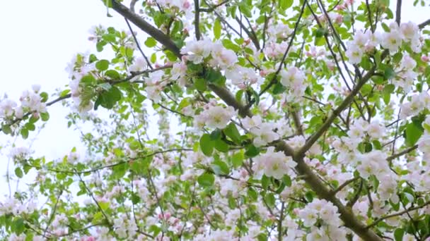 Ett Pollinerar Ett Blommande Körsbärsträd Vackra Rosa Blommor Trädgren Natur — Stockvideo