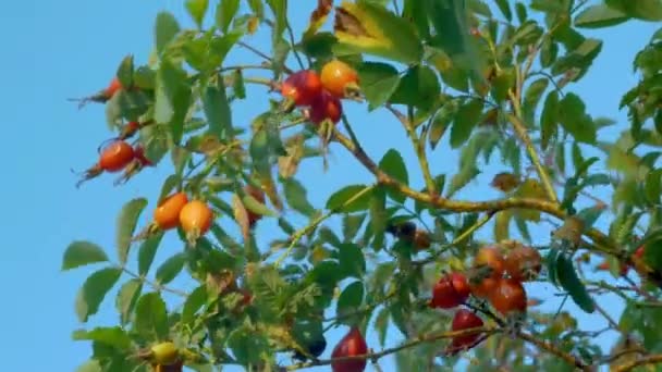 Ώριμο Κόκκινο Βατόμουρο Κοντινό Κλαδί Δέντρου Φυσικό Τριαντάφυλλο Ισχίου — Αρχείο Βίντεο